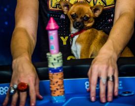 Ver o pagar una apuesta en poker